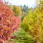 Živý plot z javora