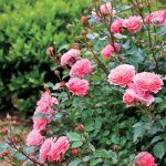 Choroby, škodcovia a ochrana ruží