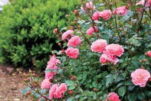 Choroby, škodcovia a ochrana ruží