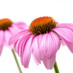Kvety leta - echinacea