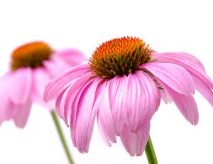 Kvety leta - echinacea