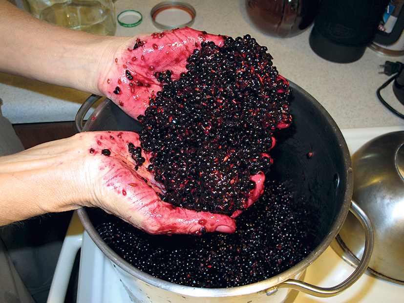 Bazu môžeme s úspechom aj mraziť.