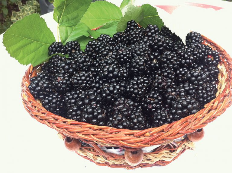 Aké odrody černíc vysadiť?