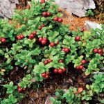 Výsadba brusnice do nádoby