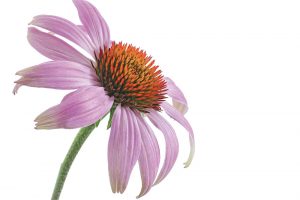 Echinacea