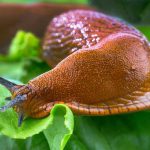 Ako sa zbaviť slizniakov v záhrade