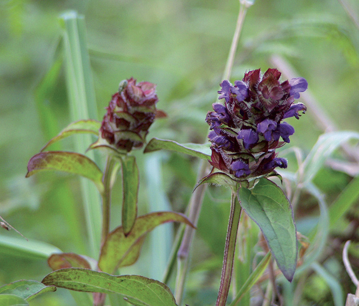 Čiernohlávok obyčajný