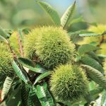 Milujete gaštany? Vyberte si tieto odrody a budete sa tešiť z bohatej úrody