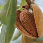 Dopestujte si bohatú úrodu mandlí aj v malej záhrade