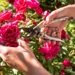 shutterstock 1767031808