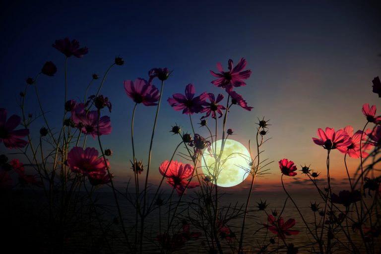 Lunárny kalendár pre záhradu a domácnosť - jún 2017