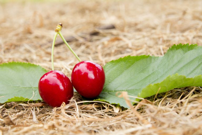 Kalendár záhradkára: Jún v záhrade