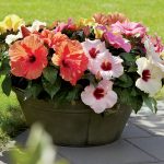 Držte sa týchto rád a ibištek vám bude kvitnúť do neskorej jesene