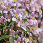 Očarujúce plamienky: Rozmnožte si najžiadanejšie okrasné rastliny pomocou odrezkov