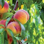 Dopestujte si broskyne aj vo vyšších polohách