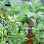 Stévia: Sladká tráva, ktorá vám zlepší imunitu a pomôže schudnúť