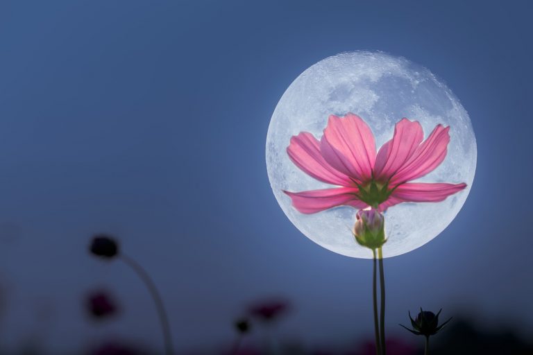 Lunárny kalendár pre záhradu a domácnosť - august 2017