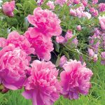 Ako vysádzať pivónie: 11 krokov ku kvitnúcemu záhonu