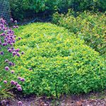 Zelené hnojenie: Ideálny spôsob, ako záhradkárčiť ekologicky