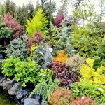 Vždyzelené dreviny: Takto sa o ne postaráte najlepšie