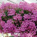 Zaobstarajte si nové muškáty zadarmo pomocou odrezkov