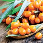 Rakytník: Dokonalý liek, ktorý si dopestujete v záhrade