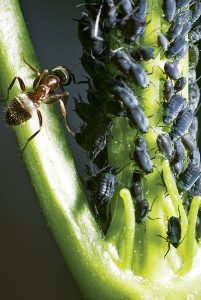 Ako sa zbaviť slimákov a mravcov