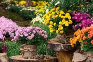 Pestovanie chryzantém: Na čo by ste rozhodne nemali zabúdať?