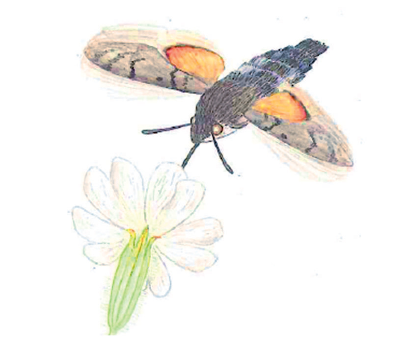 Dlhozobka