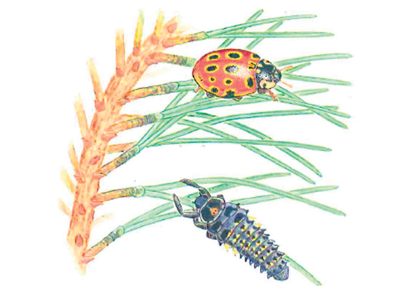 Lienka a jej larva