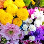 Pestovanie chryzantém: Na čo by ste rozhodne nemali zabúdať?