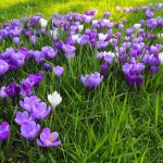 Toto musíte vyskúšať! Odhalili sme tajomstvo rozkvitnutého trávnika