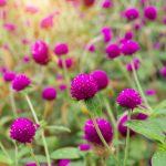 Kvety babieho leta rozžiaria vašu záhradu