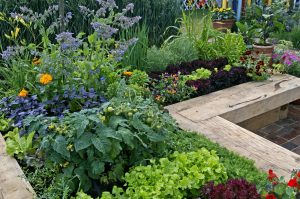 Symbiotická záhrada: Objavte bylinkových ochrancov zeleniny