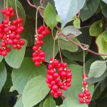 Schizandra vás nabije zdravím a dodá energiu