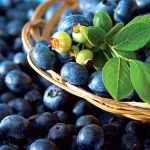 Čučoriedky: Tento postup výsadby vám zaručí skorú a bohatú úrodu