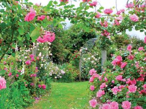 Spestrite si záhradu voňavými odrodami ruží