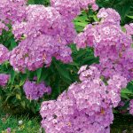 Floxy: Rozmnožte si obľúbené trvalky pomocou koreňových odrezkov