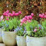 Takto si pripravíte rozkvitnutú jar už teraz