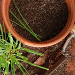 11 krokov k čerstvej pažítke z okenného parapetu