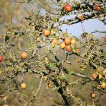 Stará jabloň, jeseň