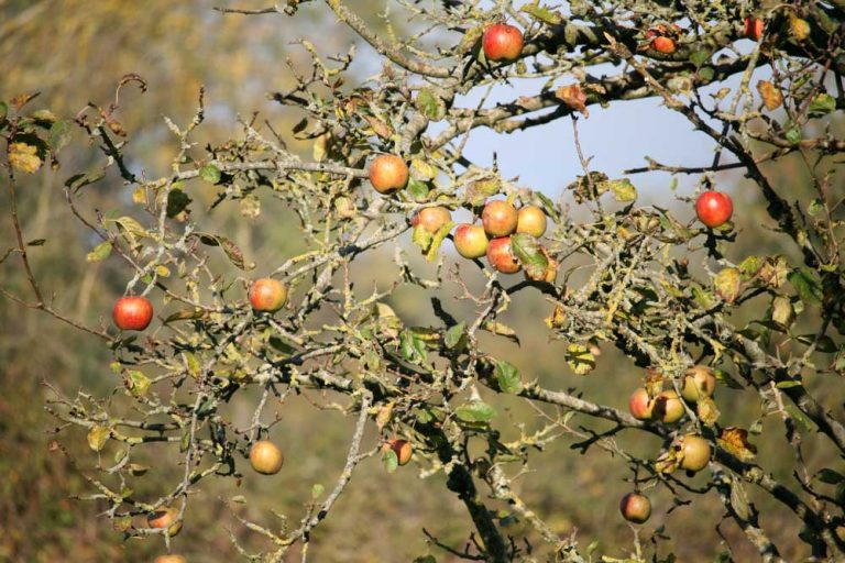 Spoznajte čaro ukryté v starých odrodách jabloní: Chuť a vôňa, ktorá vás vráti do detstva