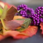 6 najkrajších krov, ktorých bobule žiaria aj pri mínusových teplotách