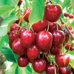 Čerešne: Výber osvedčenej odrody zaručí pestovateľský úspech