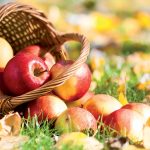 Rezistentné jablone: Pestovanie bez postrekov