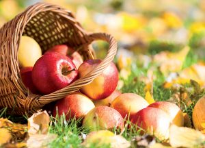 Rezistentné jablone: Pestovanie bez postrekov