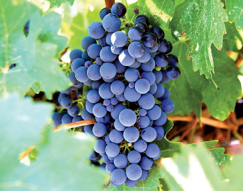 01_Pizl_Vinič-vyžaduje-v-našich-podmienkach-intenzívnu-starostlivosť-a-chemické-zásahy