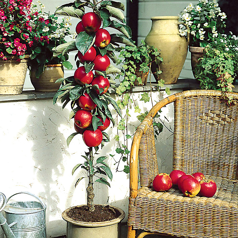 01_Plantex_Rezistentná-stĺpovitá-odroda-Red-Spring