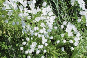 Allium neapolitanum