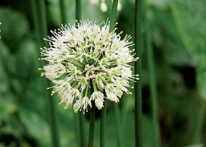 Allium victorialis